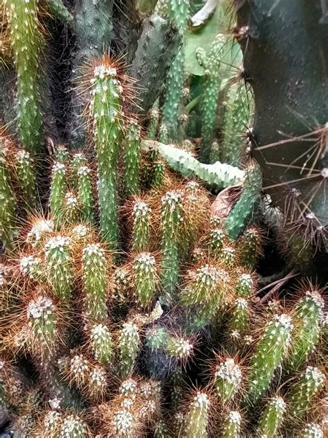 Mammillaria alargada el oro cordón cactus o dedo de Señorita cactus