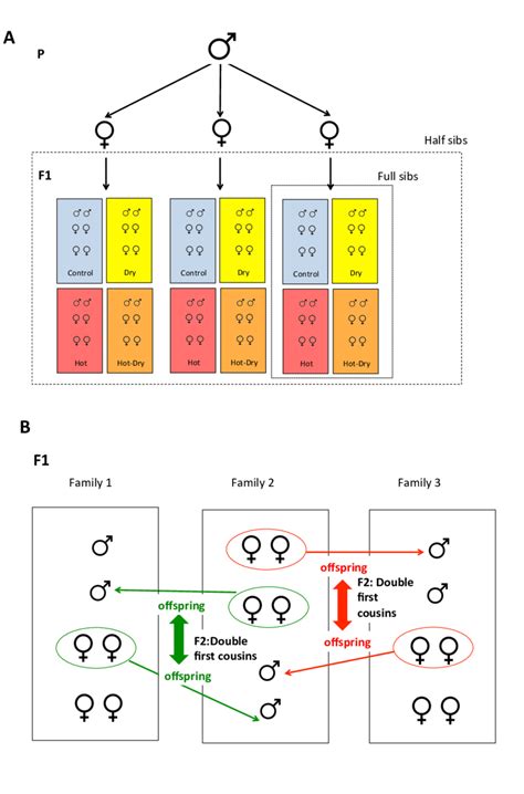 Crossing Design To Produce Paternal Half Sib Families One Male Was