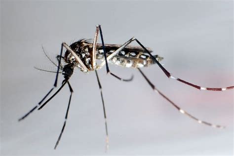 Dengue Fieber Ausbruch Am Gardasee Was Reisende Jetzt Wissen Sollten