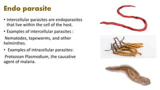 Ecto Endo Parasites Ppt