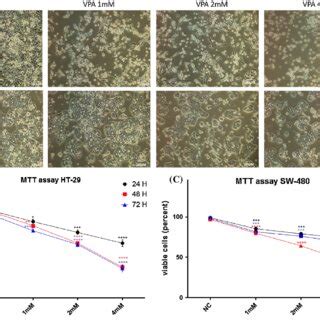 Effects Of Vpa On Cell Proliferation In Vitro A Growth Inhibition