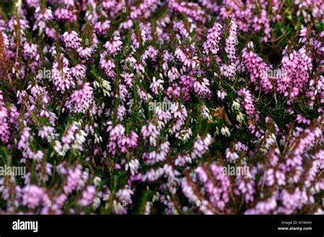 Calluna Vulgaris Spring Torch Heathers Stock Photo Alamy