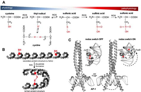 Oxidation Of The Sulfhydryl Group Of Cysteine Panel A Physiological