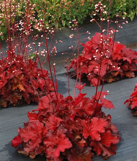 Forever Red Coral Bells - Plant Library - Pahl's Market - Apple Valley, MN