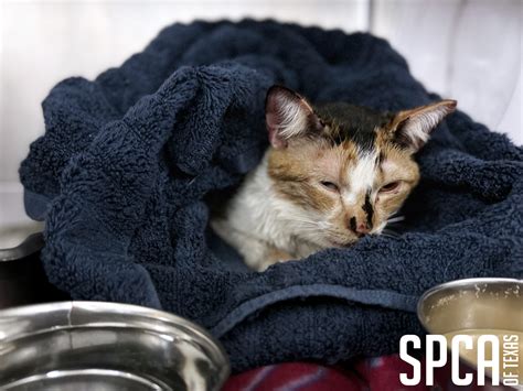 SPCA of Texas | SPCA of Texas Caring for Abused Cat from Dallas Animal