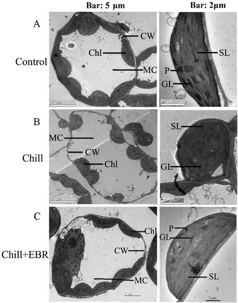 Mesophyll Cell And Chloroplast In Control Condition A Chill Stressed Download Scientific