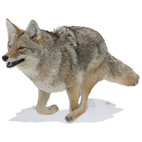 Running Coyote Indoor Wall Graphic - 228905, Decorative Accessories at ...