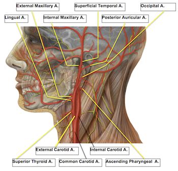 External Carotid Artery | Definition & Branches | Study.com