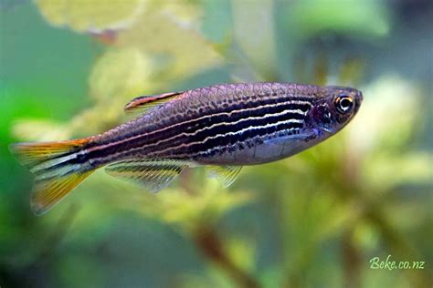 Danio Kyathit © Robert Beke Acquariofilia Consapevole