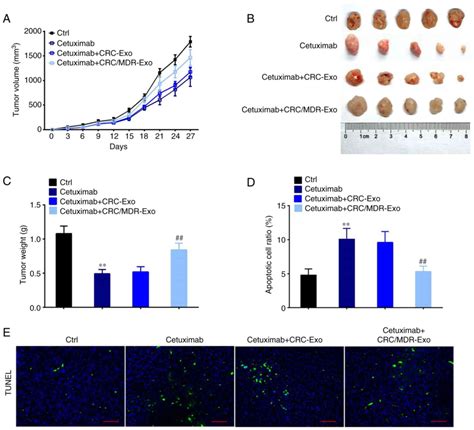 Exosomes Derived From Mdr Cells Induce Cetuximab Resistance In Crc Via