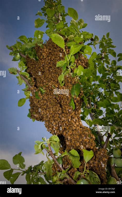 Bees Nest In Tree Close Up Stock Photo Alamy