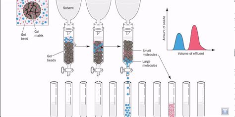 Gel filtration chromatography – Artofit