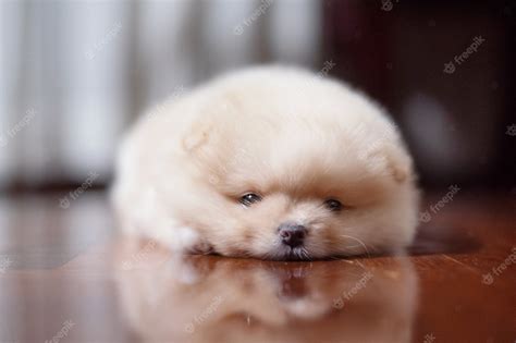 Cute Brown Fluffy Puppies