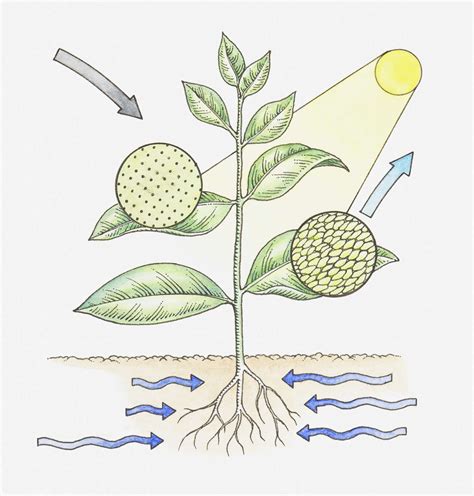 Photosynthesis Study Guide - Key Concepts