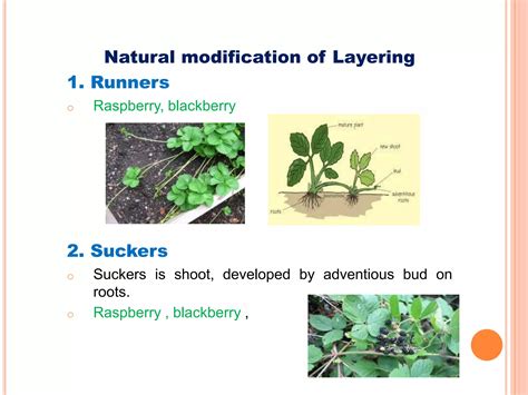 Plant Propagation Methods | PPT