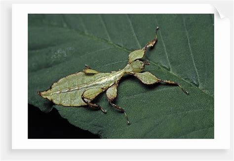 Phyllium Giganteum Giant Malaysian Leaf Insect Walking Leaf Larva