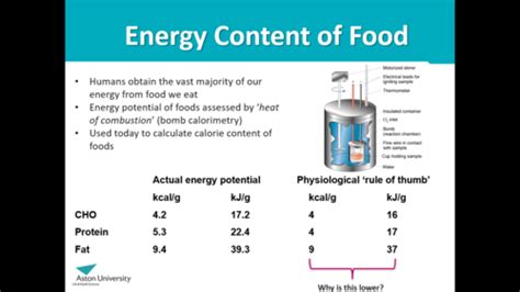 Energy Balance 3 Flashcards Quizlet