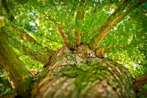 Foreste E Boschi Motivi Per Piantare Un Albero