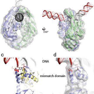 Licensing Of Dna Mismatch Repair A Cryo Em Maps Of Scanning Muts Shown