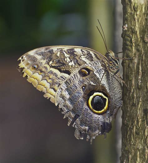 Descubre La Fauna De La Selva Caracter Sticas Tipos Y Ejemplos 16368