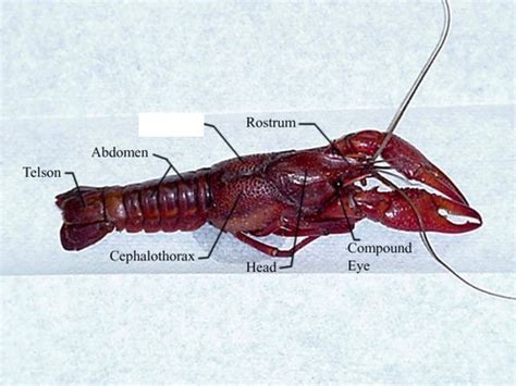 Crayfish Dissection Flashcards Quizlet