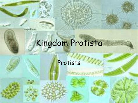 Kingdom Protista