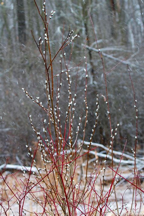 Pussy Willow BC Marsh Natural Areas Notebook