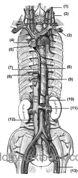 Abdominal Cavity Anatomy: Veins and Lymphatic System