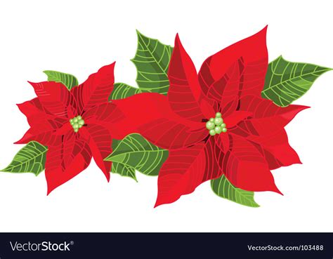 Christmas decoration poinsettia Royalty Free Vector Image