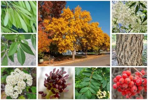 18 Different Types of Ash Trees & Their Identifying Features