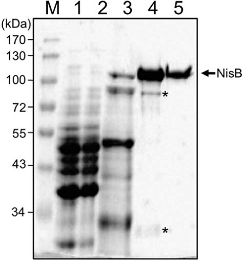 Figure 2 From Substrate Recognition And Specificity Of The NisB Protein