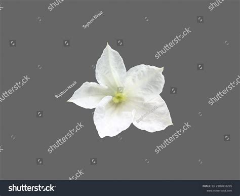 1,552 Coccinia Grandis Flower Images, Stock Photos & Vectors | Shutterstock