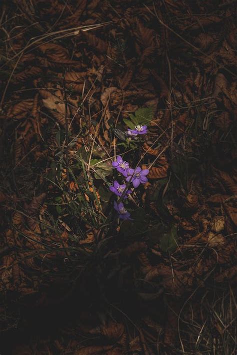 Purple Buttercups Blooming On A Forest Floor · Free Stock Photo