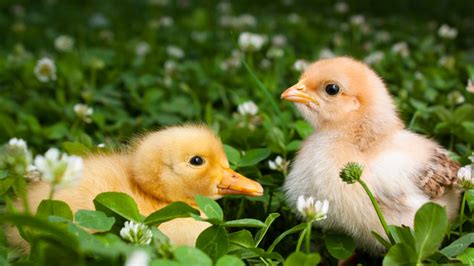 Brooding Different Poultry Types Together Meyer Hatchery Blog