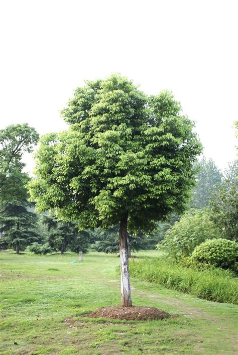 Caring For Camphor Tree - How To Grow Camphor Trees In The Landscape ...