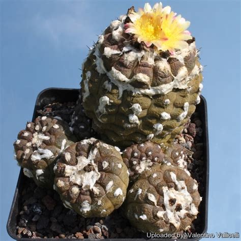 Copiapoa Hypogaea Cv Lizard Skin