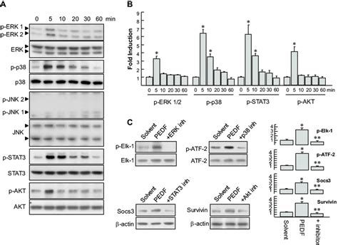 PEDF Induces Phosphorylation Of ERK1 2 P38 MAPK STAT3 And Akt In