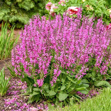 Gardens Alive 2 50 Qt Pot Moulin Rouge Salvia Flowering Potted