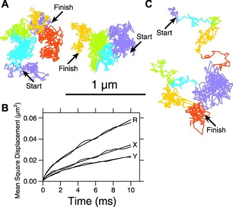 Phospholipids Undergo Hop Diffusion In Compartmentalized Cell Membrane