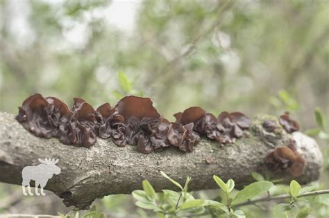 Where Do Wood Ear Mushrooms Grow In The Wild?