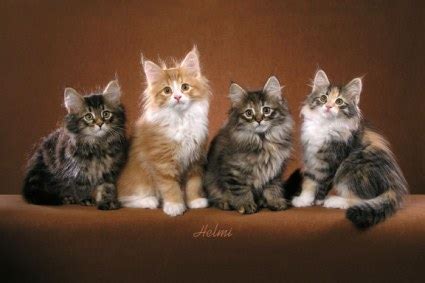 Norwegian Forest Cat breeders – Michael Broad