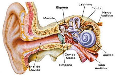 Otosclerose Por que estou perdendo minha audição