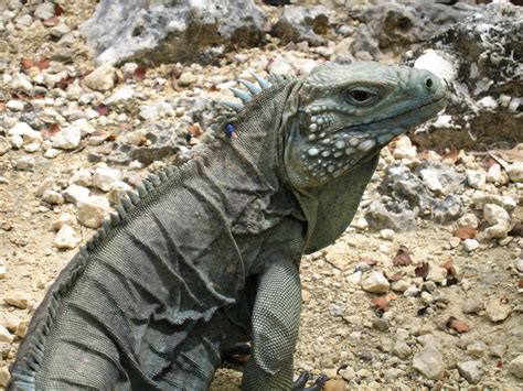 Definitive Guide To Grand Cayman Blue Iguana Facts Habitat