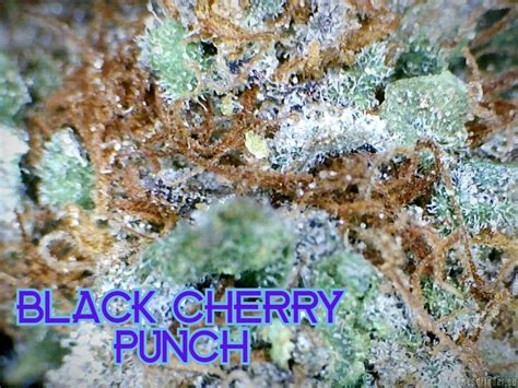 Black Cherry Punch (New420Guy Seeds) :: Cannabis Strain Gallery