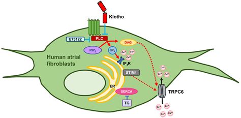 Biomedicines Free Full Text Klotho Modulates Pro Fibrotic