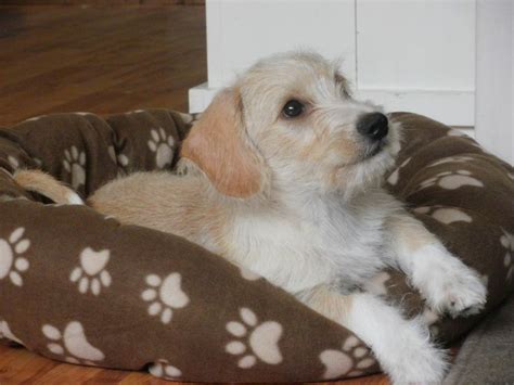 Charlie A Maltese X Dachshund Mix Maltese Poodle Mix Poodle Mix Dogs