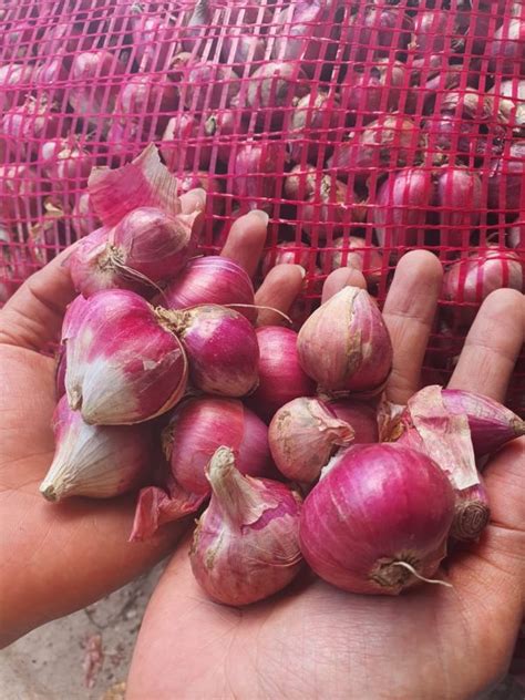 Harga Bawang Merah Super Per 1 Kg Gunung Emas Digdaya