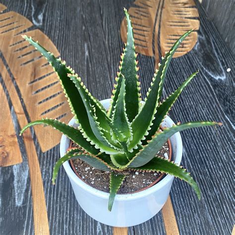 Aloe Aculeata Jurassic Dragon