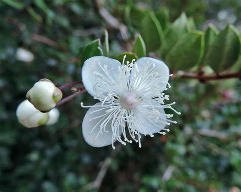 Luma Apiculata GardensOnline