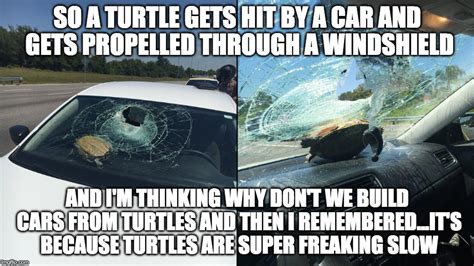 Flying Turtle Meme